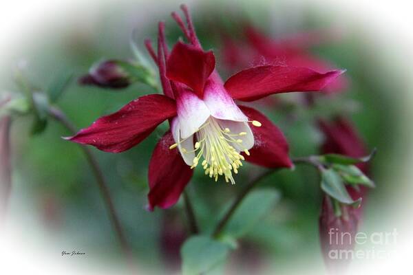 Red Columbine Poster featuring the photograph Red Columbine #1 by Yumi Johnson