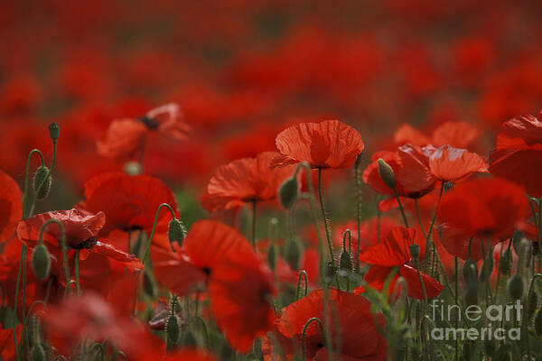 Poppy Poster featuring the photograph Red #1 by Nailia Schwarz