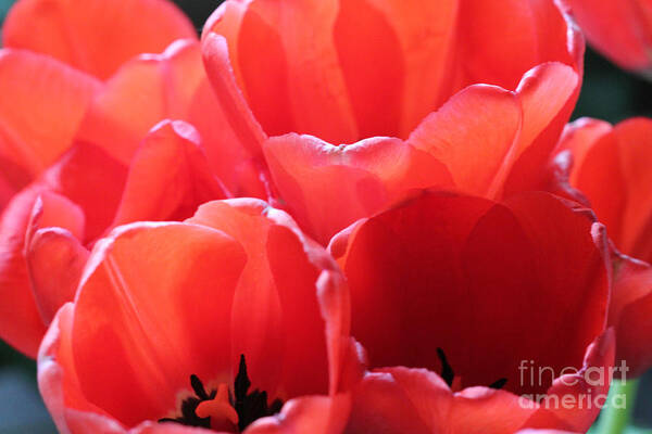 Landscape Poster featuring the photograph Red Tulips #2 by Donna L Munro