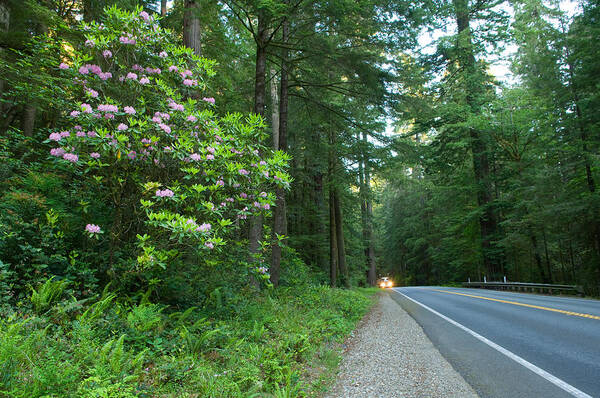 Photography Poster featuring the photograph Redwood Trees And Rhododendron Flowers #1 by Panoramic Images