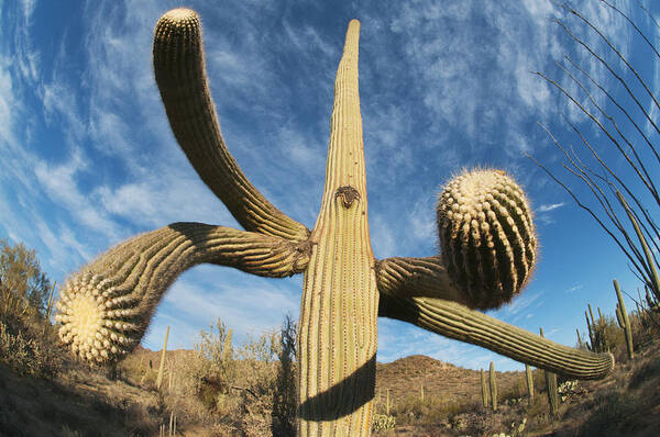 Feb0514 Poster featuring the photograph Saguaro Cactus Saguaro Np Arizona #1 by Kevin Schafer
