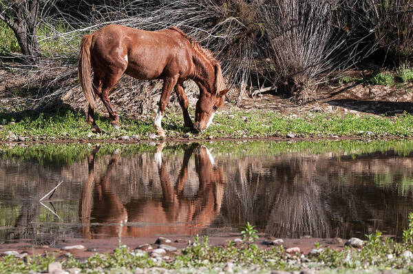 Horse Poster featuring the photograph Salt River Wild Horse #1 by Tam Ryan