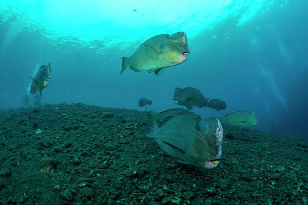 Parrotfish Poster featuring the photograph Several Bumphead Parrotfish Swimming #1 by Mathieu Meur
