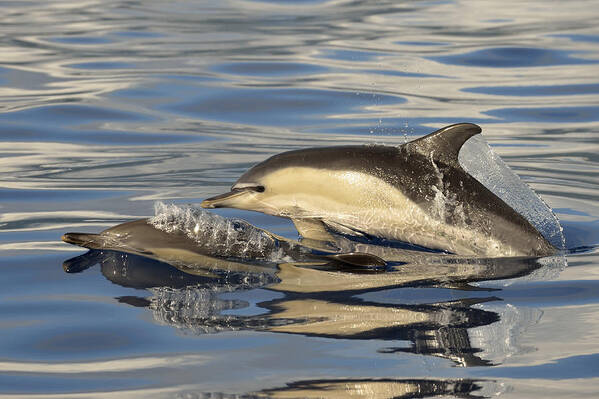 Flpa Poster featuring the photograph Short-beaked Common Dolphins Azores #1 by Malcolm Schuyl