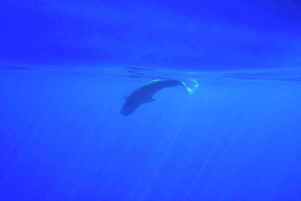 Short-finned Pilot Whale Poster featuring the photograph Short-finned Pilot Whale Calf #1 by Christopher Swann/science Photo Library