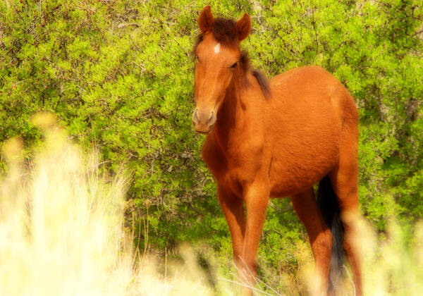 Shy Horse Equine Mustang Young Cold Green Brown White Nature wildlife Desert high Desert Nm new Mexico new Mexico Jeep Tours Wild Free Curious roch Hart Poster featuring the photograph Shy #1 by Roch Hart