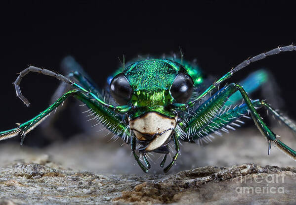 Green Tiger Beetle Poster featuring the photograph Six-spotted Green Tiger Beetle #2 by Phil Degginger