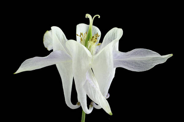 White Flowers Poster featuring the photograph Small White Flowers #2 by Donald Erickson