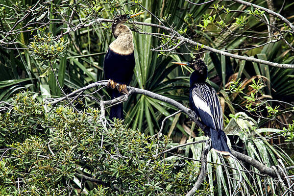 Anhinga Poster featuring the photograph Anhinga Mates by Phill Doherty
