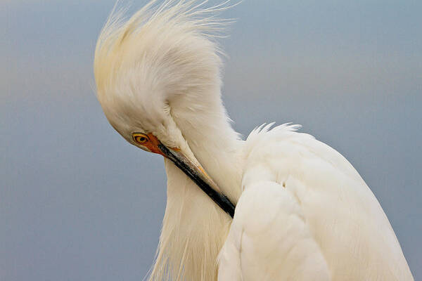 Snowy Egret Poster featuring the photograph Snowy Egret #1 by Ben Graham