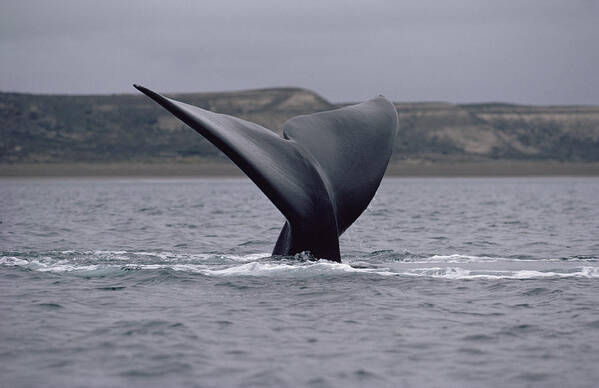 Feb0514 Poster featuring the photograph Southern Right Whale Tail Peninsula #1 by Flip Nicklin