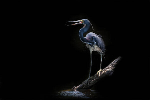 Tricolored Heron Poster featuring the photograph Spotlight #1 by Ghostwinds Photography