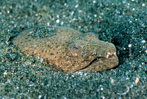 Spotted Spoon-nose Eel Poster featuring the photograph Spotted Spoon-nose Eel #1 by Andrew J. Martinez