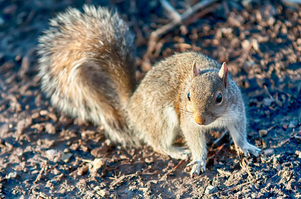 Squirrel Poster featuring the photograph Squirrel Posing For Camera #1 by Alex Grichenko