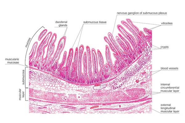 Anatomy Poster featuring the photograph Structure Of The Duodenal Wall #1 by Asklepios Medical Atlas