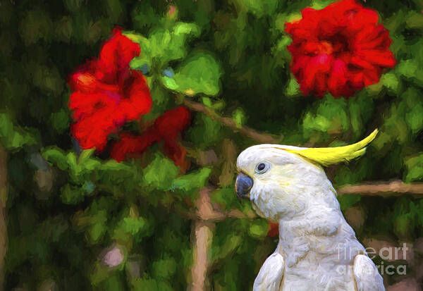 Sulphur Crested Cockatoo Poster featuring the photograph Sulphur crested cockatoo #2 by Sheila Smart Fine Art Photography