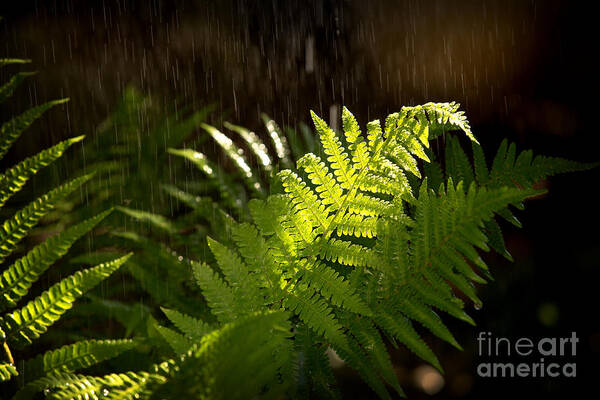 Fern Poster featuring the photograph Summer rain #1 by Jane Rix