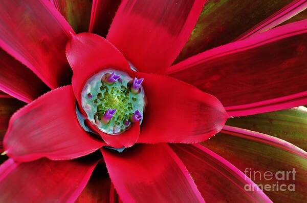 Red Succulent Poster featuring the photograph The Beauty Within #1 by Craig Wood