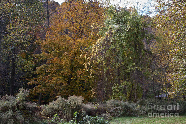 Allen's Creek Poster featuring the photograph The Forest #1 by William Norton