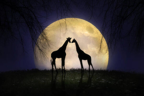 Giraffe Poster featuring the photograph The Giraffes at Midnight #1 by Jennifer Woodward