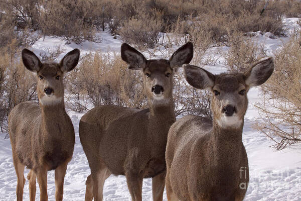 Deer Poster featuring the photograph Three Does  #7576 #2 by J L Woody Wooden