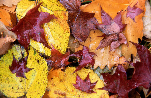 Autumn; Background; Close-up; Close-up View; Fall; Flora; Forest; Leaves; Nature; Plant World; Plants; Seasons; Taiga; Wood; Woods Poster featuring the photograph Ussurian taiga Autumn by Anonymous