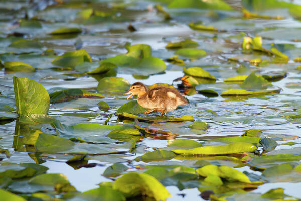 Anas Platyrhynchos Poster featuring the photograph Wa, Juanita Bay Wetland, Mallard Duck #1 by Jamie and Judy Wild