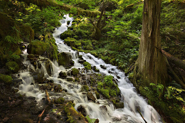 Wahkeena Creek Poster featuring the photograph Wahkeena Creek by Mary Jo Allen