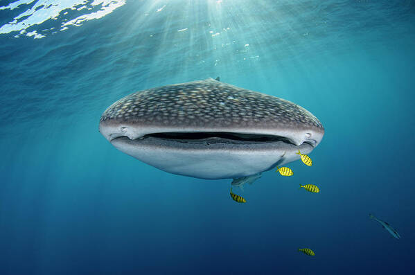 Bay Poster featuring the photograph Whale Shark And Golden Trevally #1 by Pete Oxford