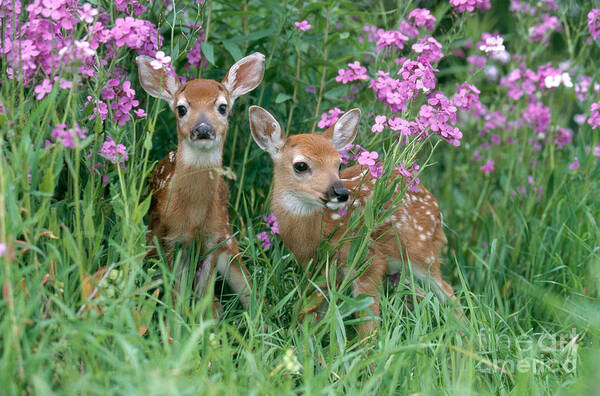 Fauna Poster featuring the photograph White-tailed Deer Fawns #2 by Alan Carey