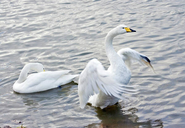 Cygnus Cygnus Poster featuring the photograph Whooper Swans #1 by John Devries/science Photo Library