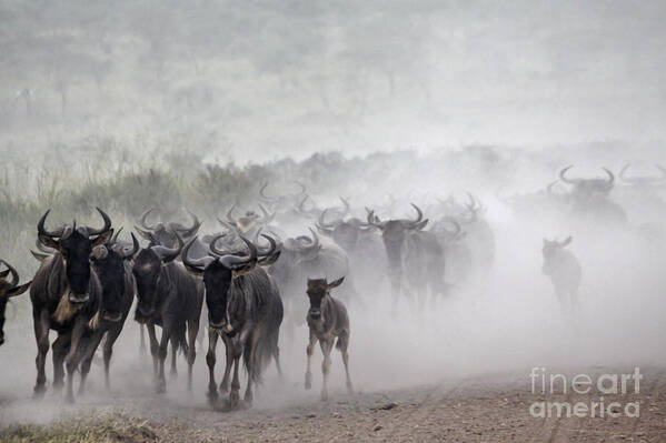Power Poster featuring the photograph Wildebeest migration #1 by Gilad Flesch