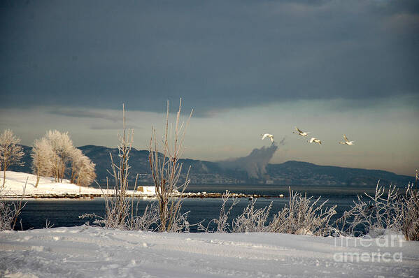 Swans Poster featuring the photograph Winter Day #1 by Randi Grace Nilsberg