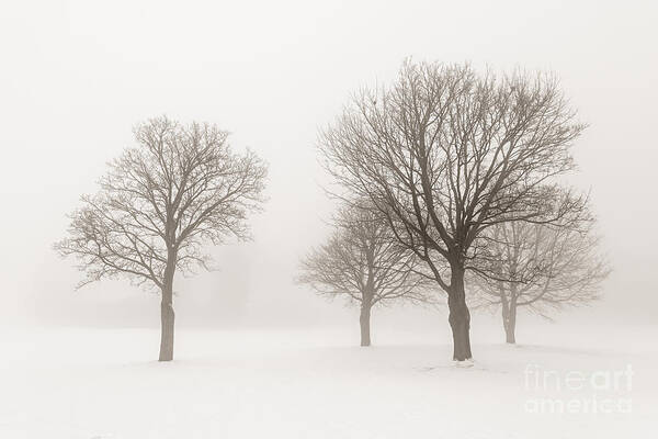 Trees Poster featuring the photograph Winter trees in fog 9 by Elena Elisseeva