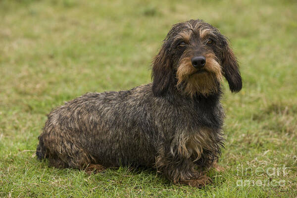 Dachshund Poster featuring the photograph Wire-haired Dachshund #1 by Jean-Michel Labat