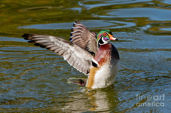 Wood Duck Poster featuring the photograph Wood Duck Drake Flapping Wings #1 by Anthony Mercieca