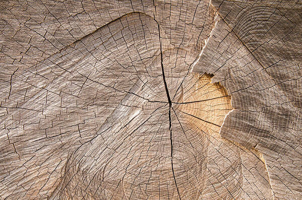 Wood Poster featuring the photograph Wood texture #1 by Matthias Hauser