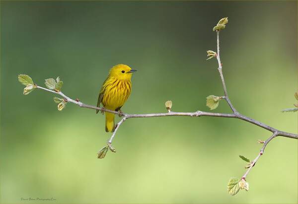 Yellow Poster featuring the photograph Yellow Warbler #1 by Daniel Behm