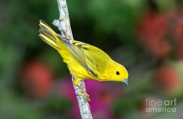 Fauna Poster featuring the photograph Yellow Warbler Dendroica Petechia #1 by Anthony Mercieca