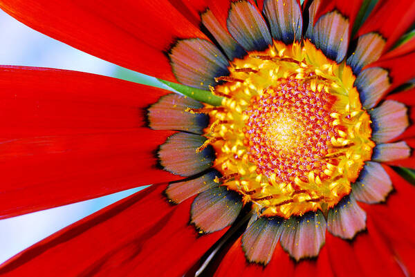 Zinnia Poster featuring the photograph Zinnia In Red by Wendy Wilton