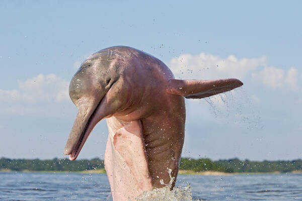 Amazon River Dolphin Poster featuring the photograph Amazon River Dolphin #10 by M. Watson