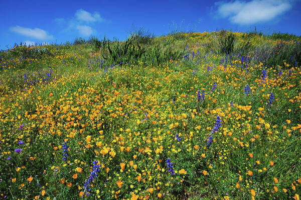 Photography Poster featuring the photograph California Poppies Eschscholzia #10 by Panoramic Images