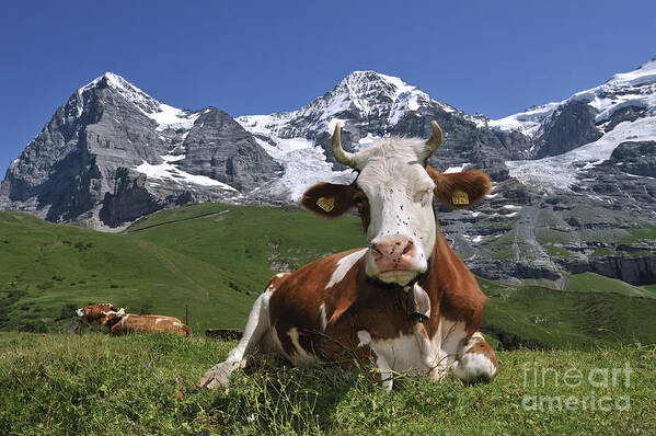 Alpine Cow Poster featuring the photograph 100205p181 by Arterra Picture Library