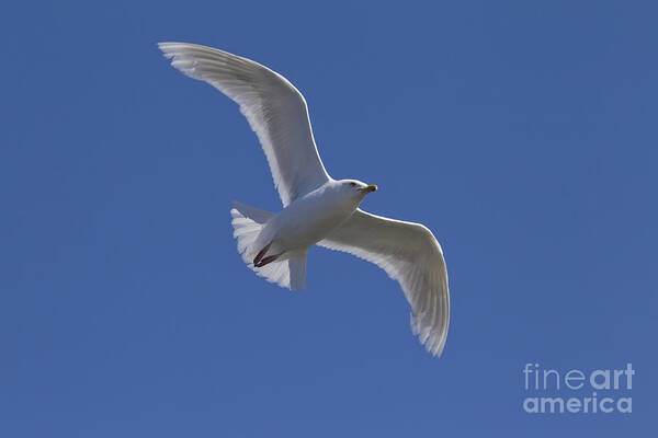 Larus Glaucoides Poster featuring the photograph 101130p135 by Arterra Picture Library