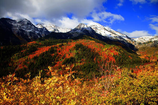 Autumn Poster featuring the photograph Fall #105 by Mark Smith