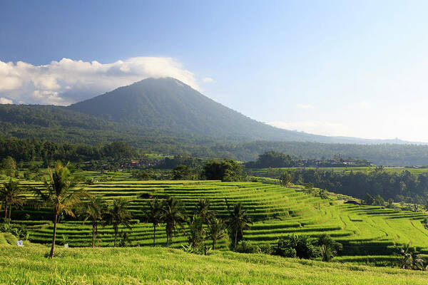 Tranquility Poster featuring the photograph Indonesia, Bali, Rice Fields And #11 by Michele Falzone