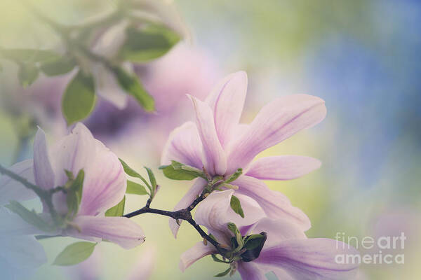 Magnolia Poster featuring the photograph Magnolia Flowers #11 by Nailia Schwarz