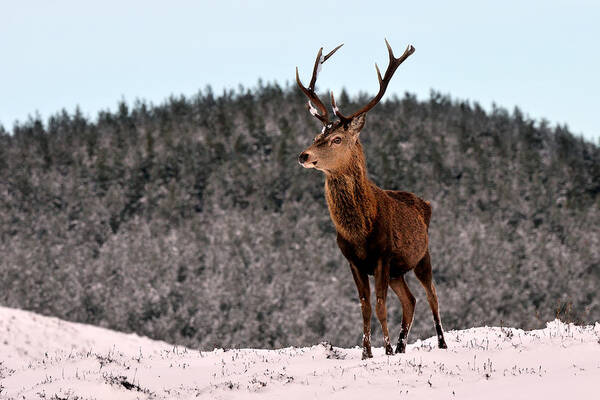 Stag In The Snow Poster featuring the photograph Red Deer Stag #11 by Gavin Macrae