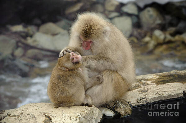 Japanese Macaque Poster featuring the photograph Snow Monkeys #11 by John Shaw