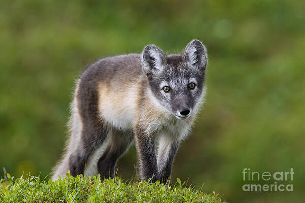 Arctic Fox Poster featuring the photograph 111216p021 by Arterra Picture Library